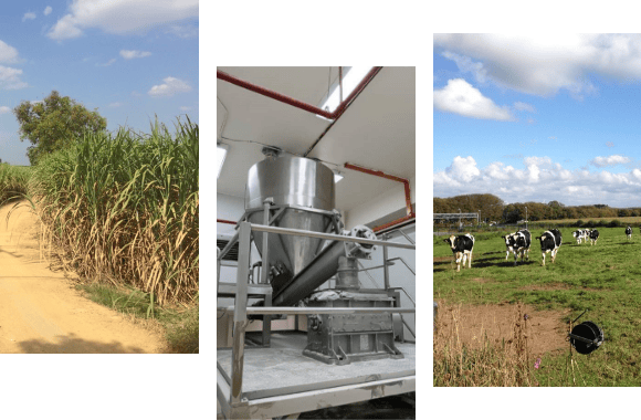 写真：さとうきび畑、工場内の設備、牧場の牛